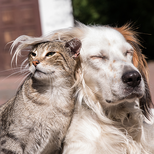 Cat and Dog Snuggling
