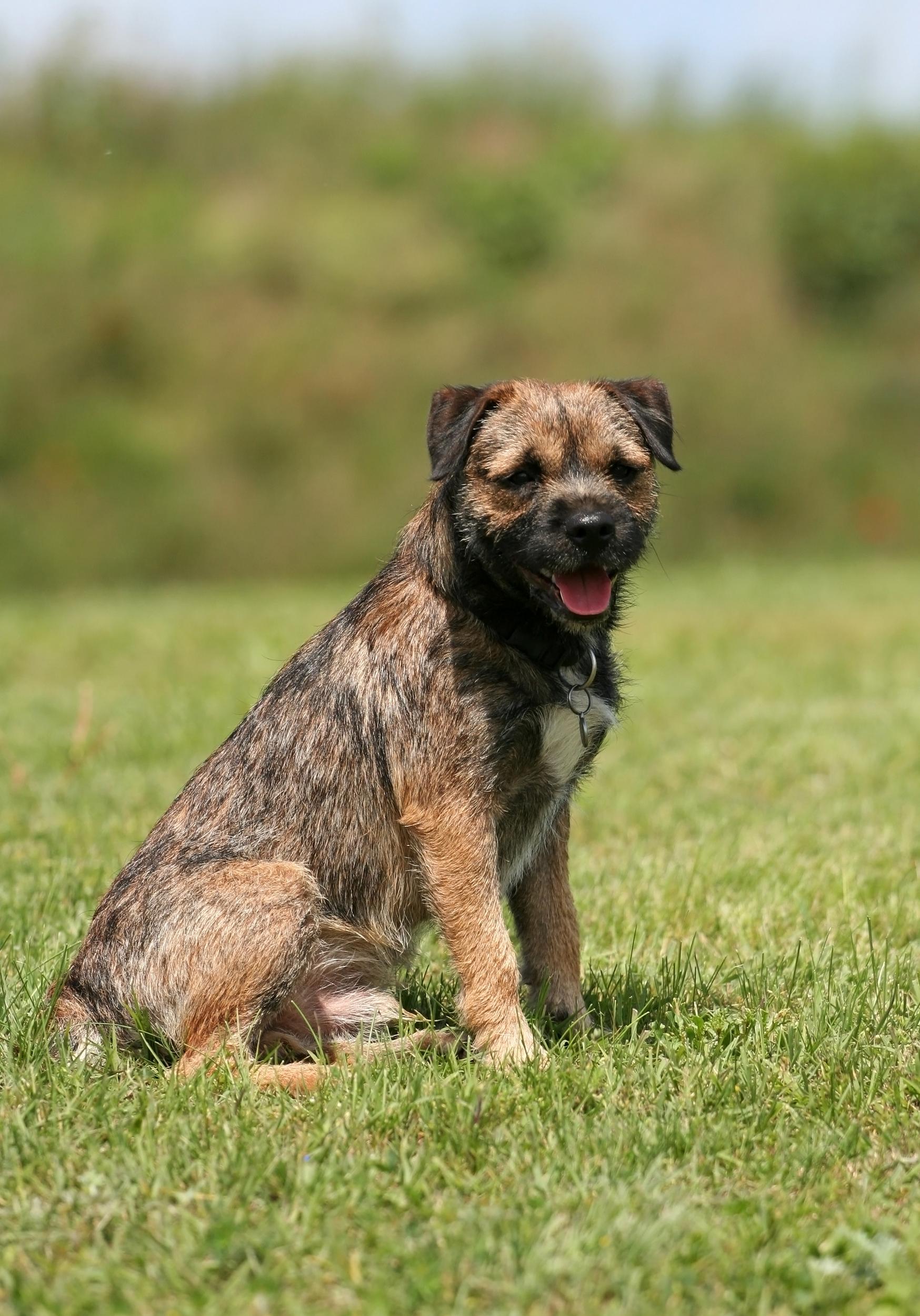 Mixed Breed Dog Sitting in Grass
