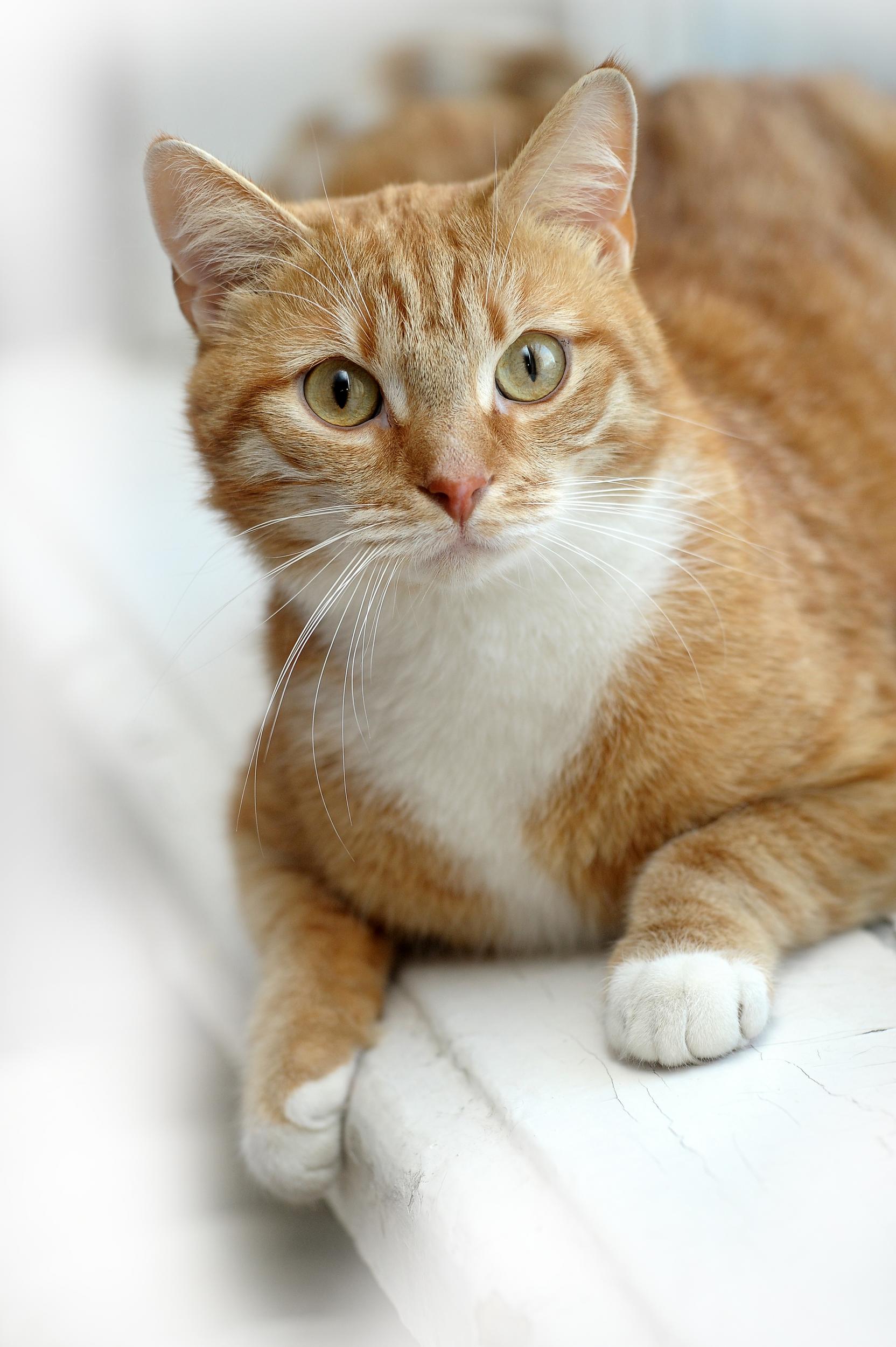 Orange & White Cat on Ledge