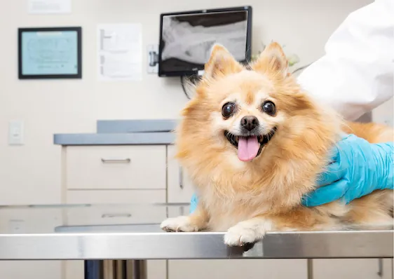 Dog Getting Exam