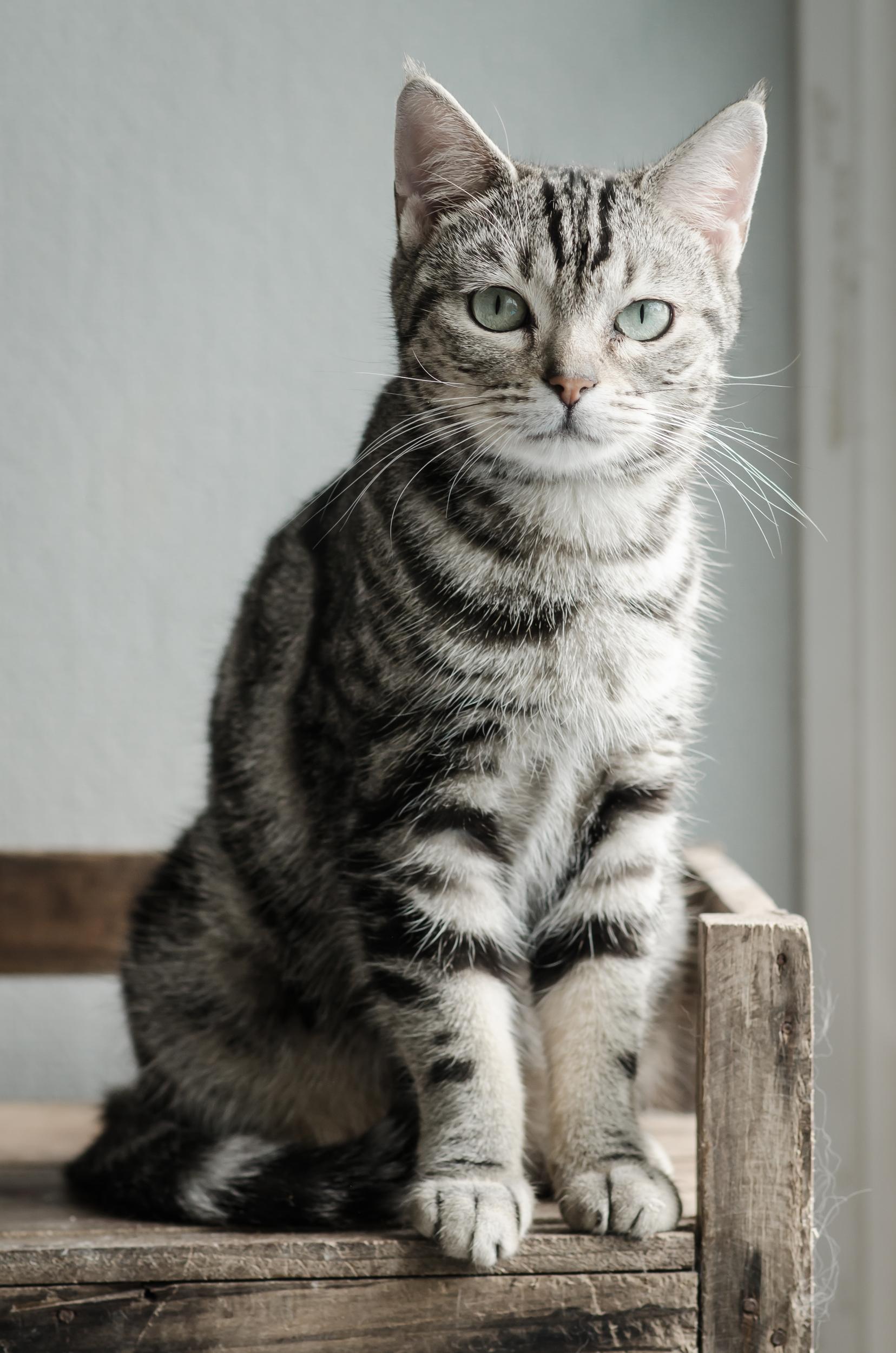 Grey Striped Cat Sitting on Bench