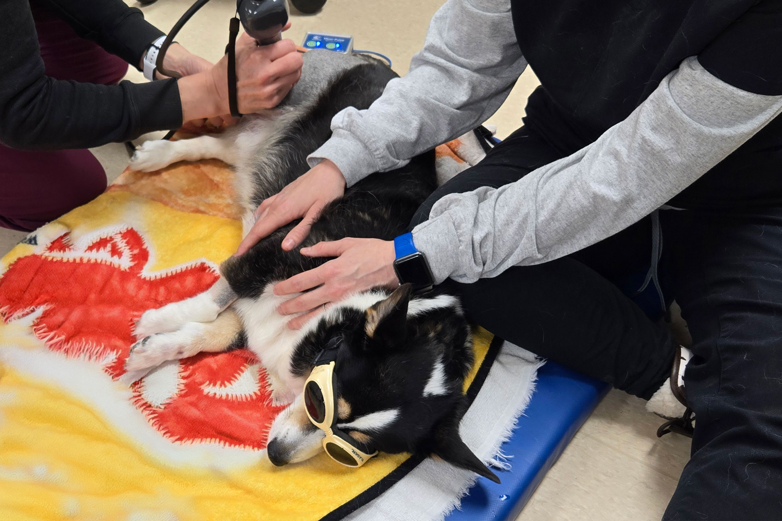 Dog Getting Cold Laser Therapy