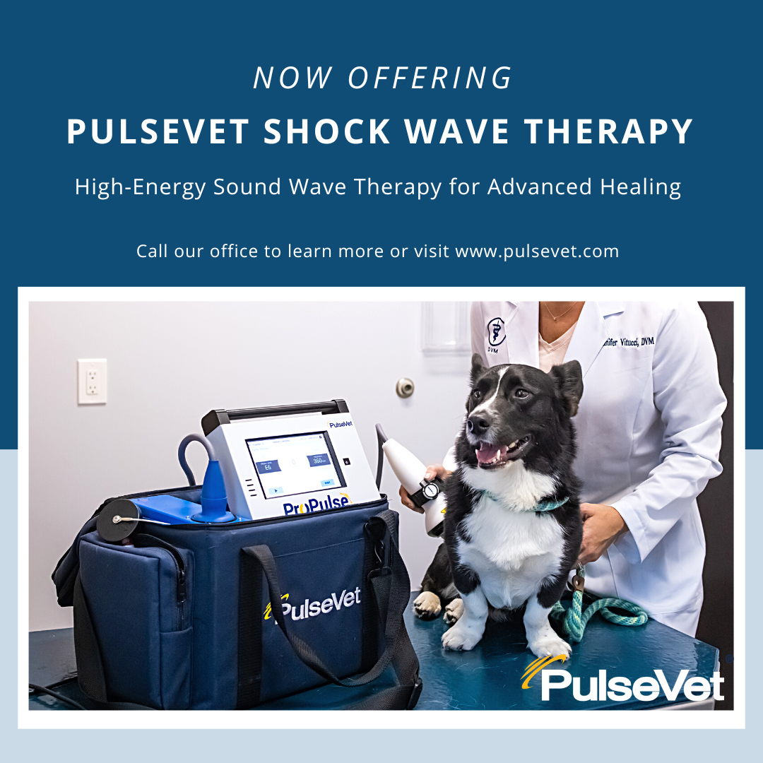 PulseVet Banner