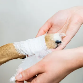Dog Getting Paw Wrapped