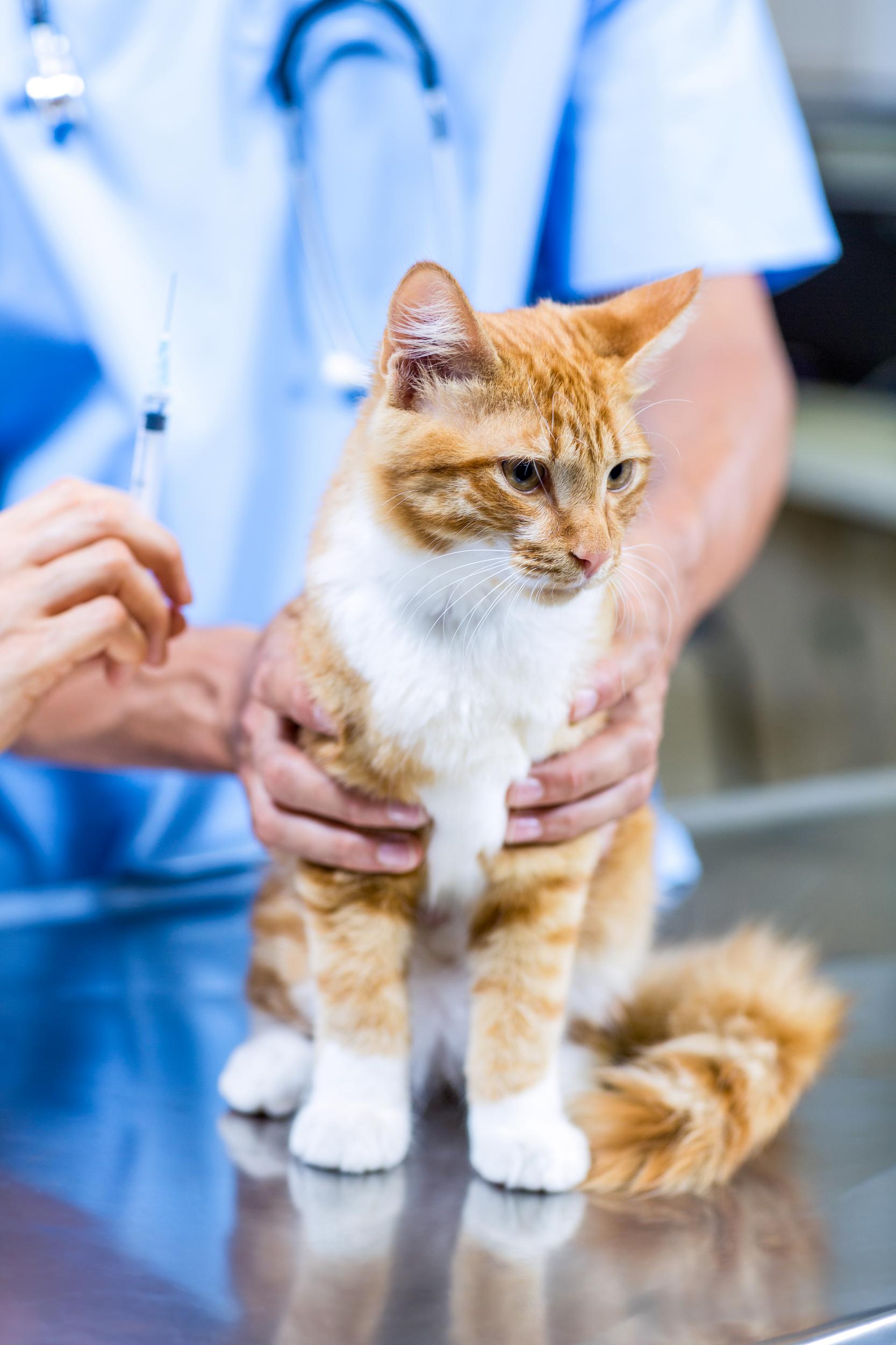 Orange and White Cat getting Vaccine