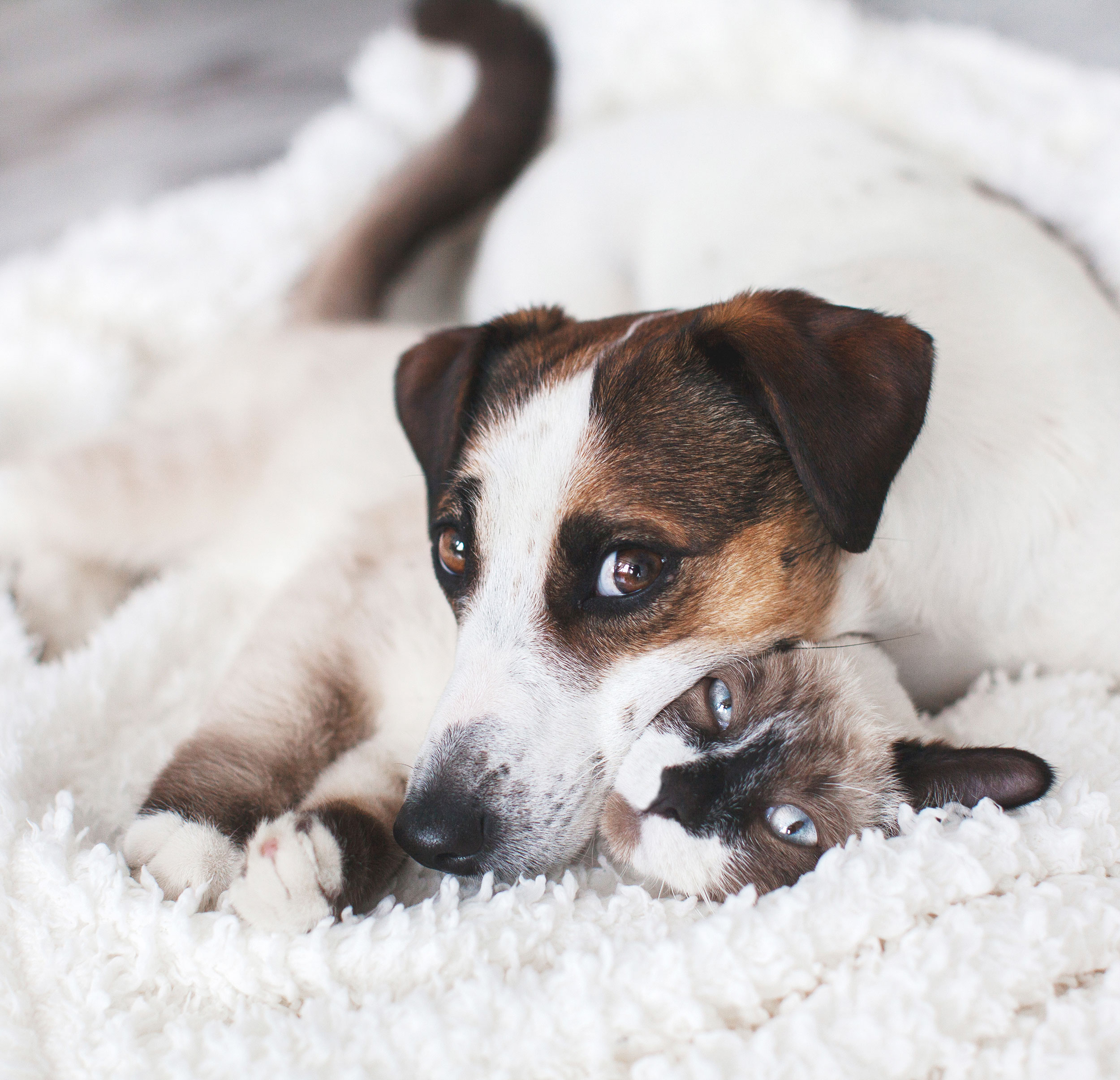 Cat and Dog on Blanket