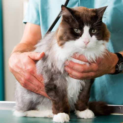 Routine Health Exam on Cat