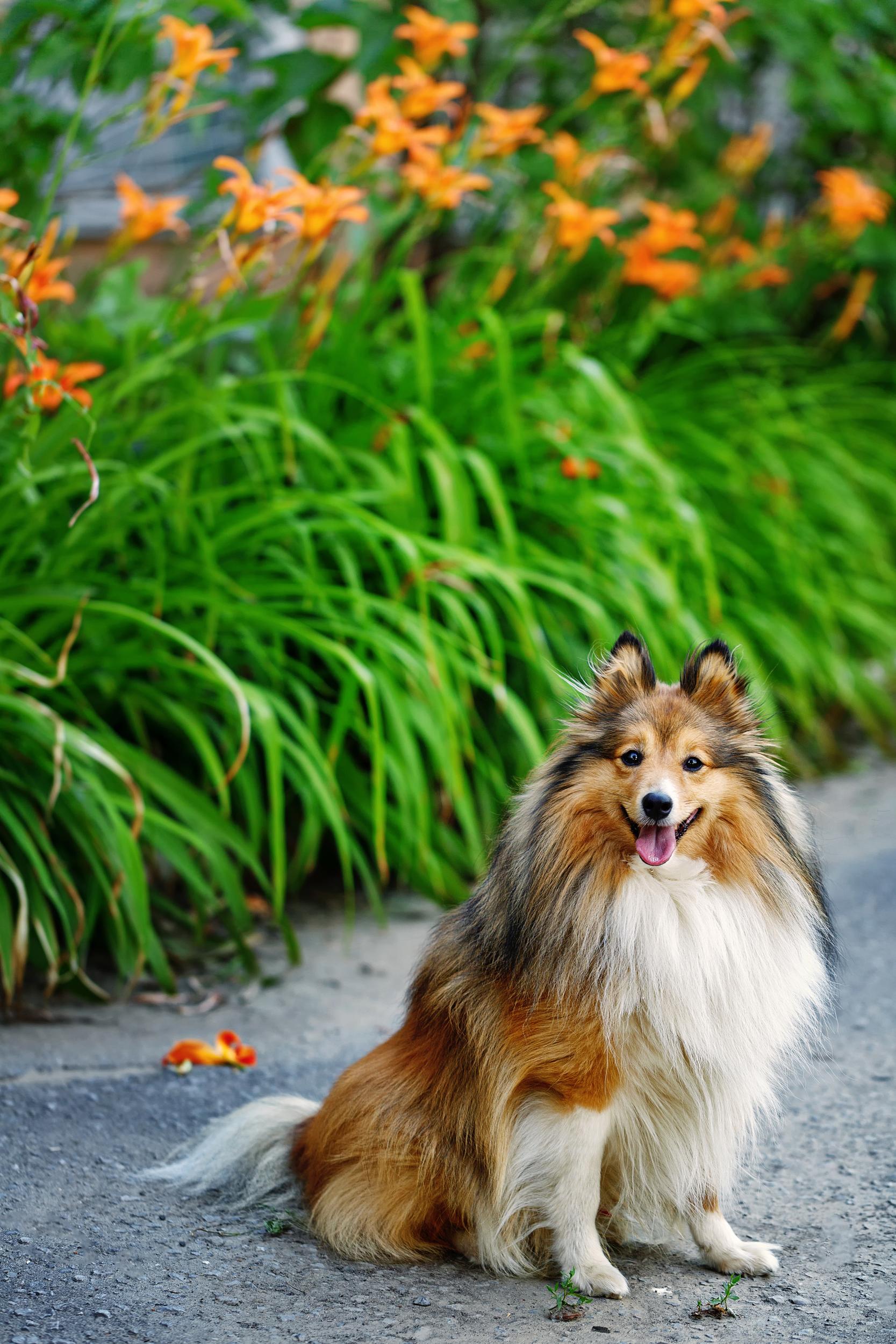 Collie Sitting in front of Day Lilies