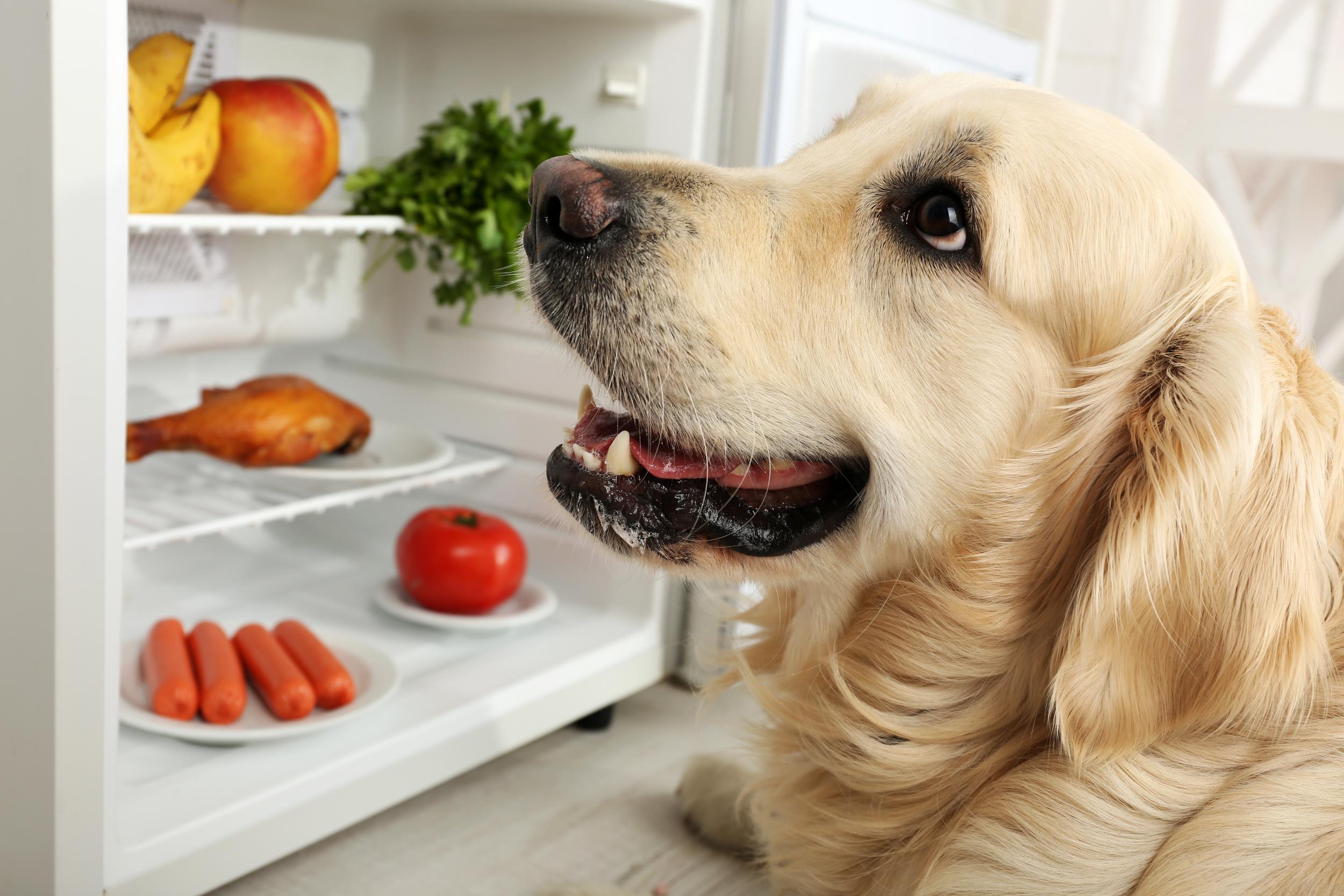 Golden Retriever Staring in Fridge with Lots of Fresh Food