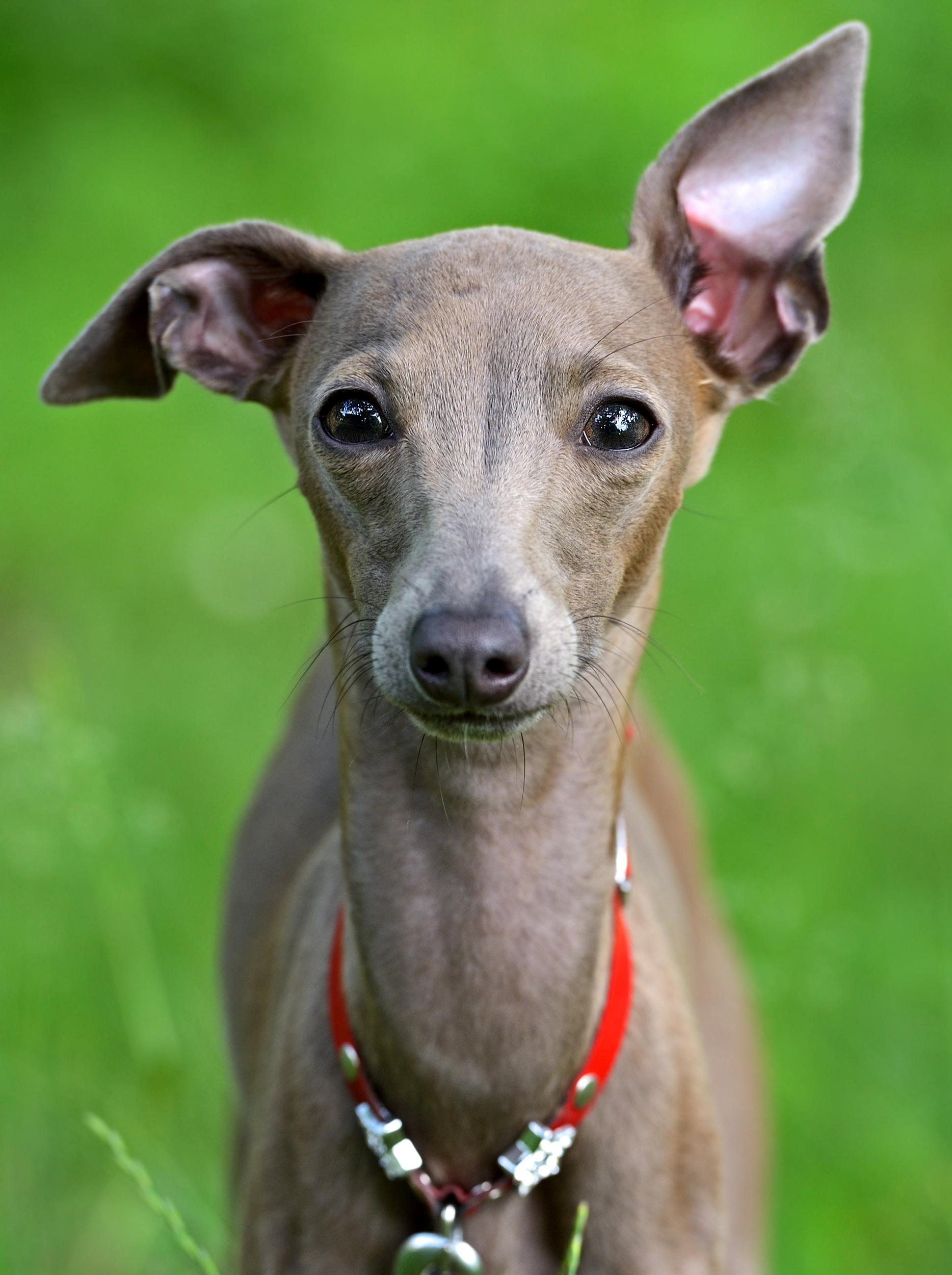 Italian Greyhound Dog with Red Collar Standing Outside
