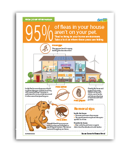 95percent-of-fleas-in-your-house